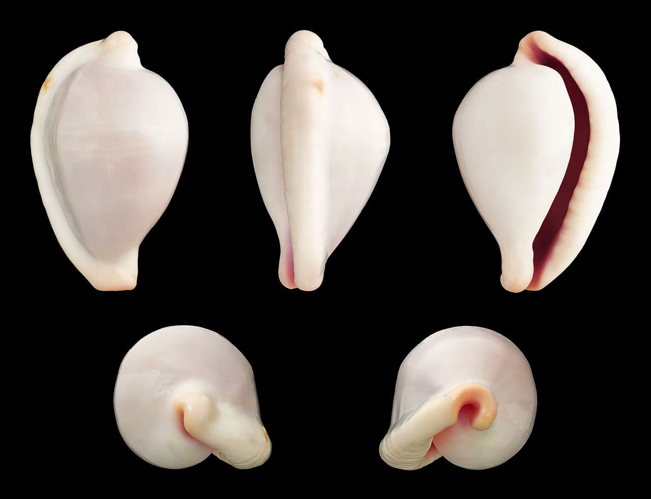 Ovula costellata