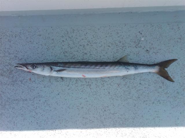 Pacific barracuda