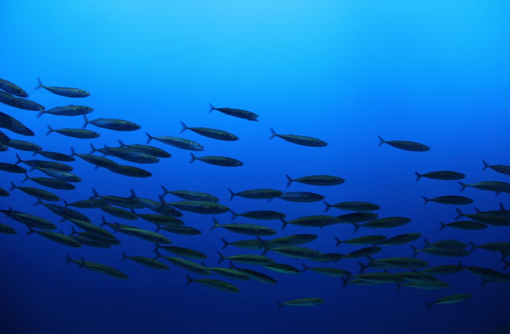 Pacific mackerel and sardine schools