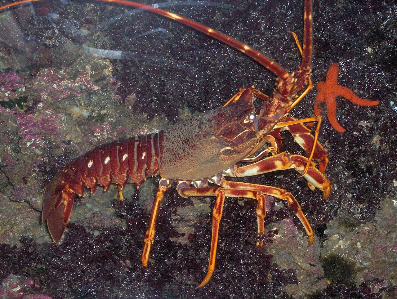 Palinurus elephas