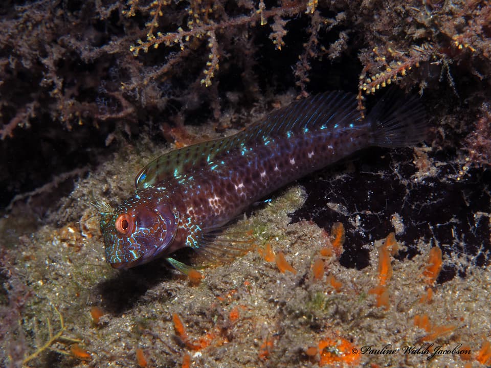 Parablennius marmoreus