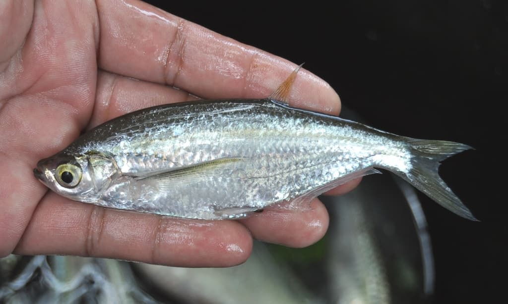Parachela oxygastroides