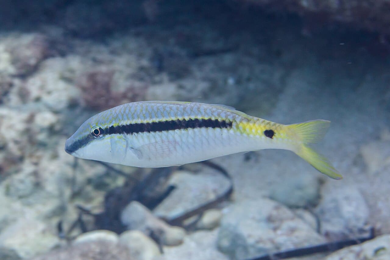 Parupeneus forsskali