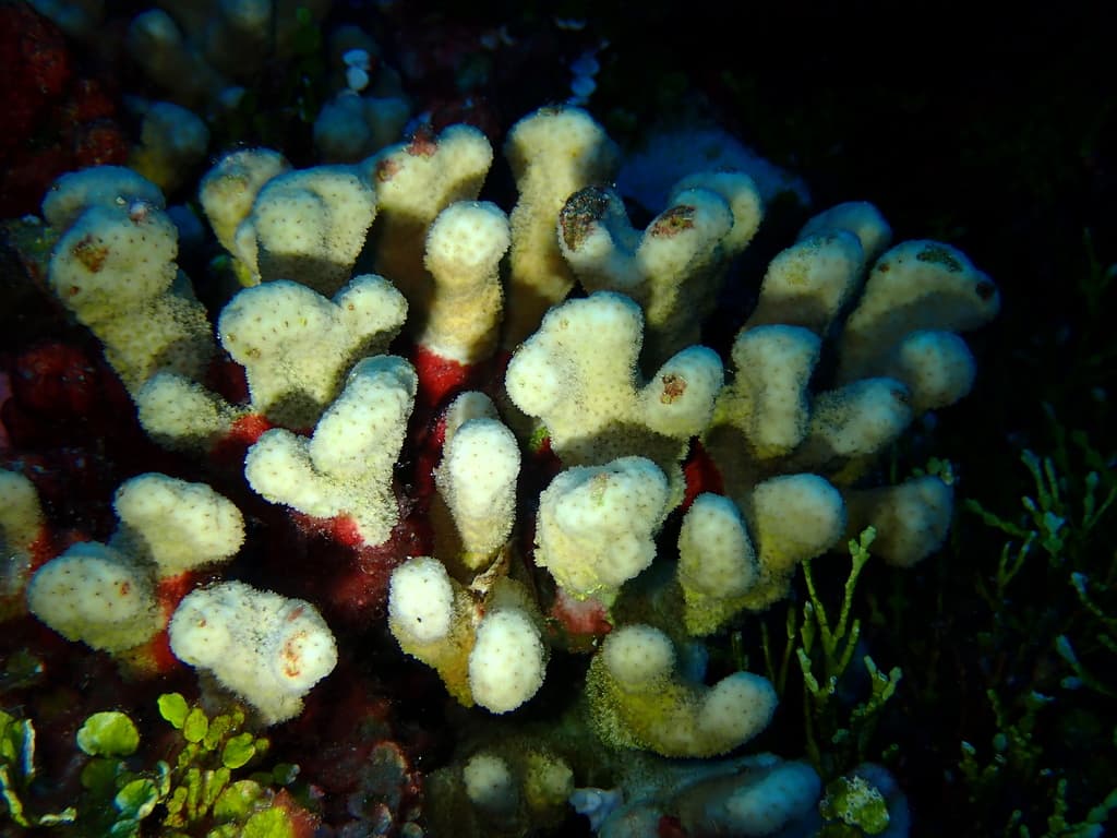 Pavona maldivensis