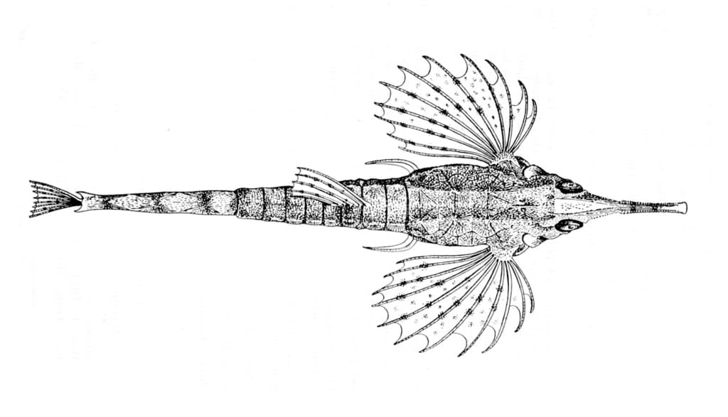 Pelagic fish (jacks/trevally)