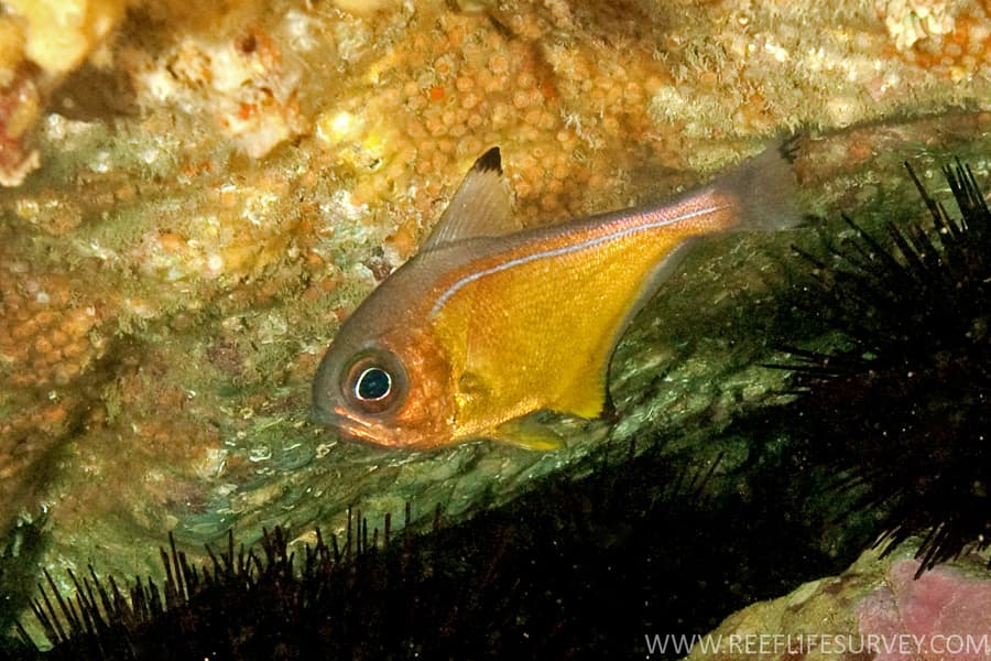Pempheris affinis