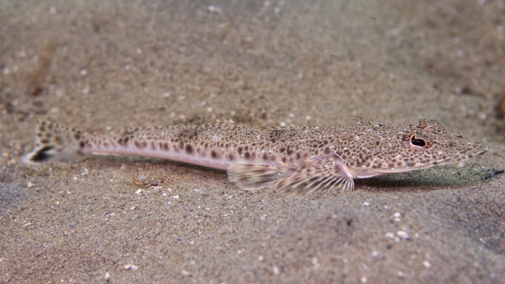 Platycephalus bassensis