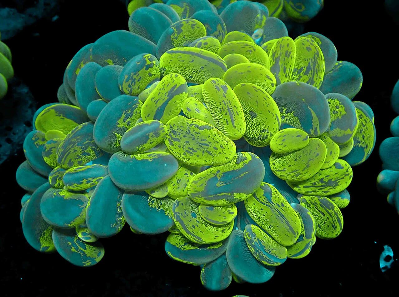 Plerogyra sinuosa