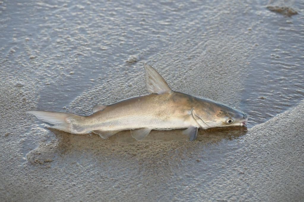 Plicofollis argyropleuron