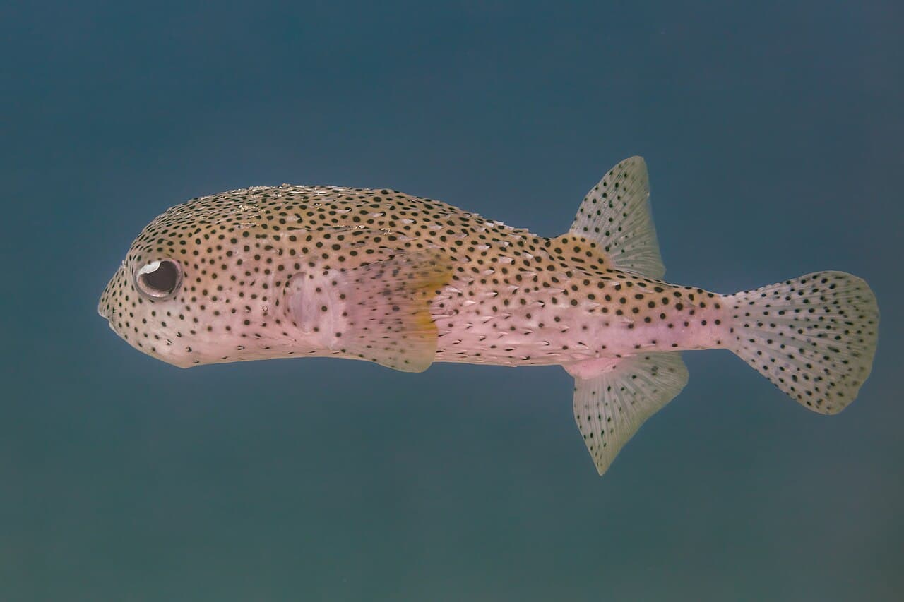 Porcupinefish
