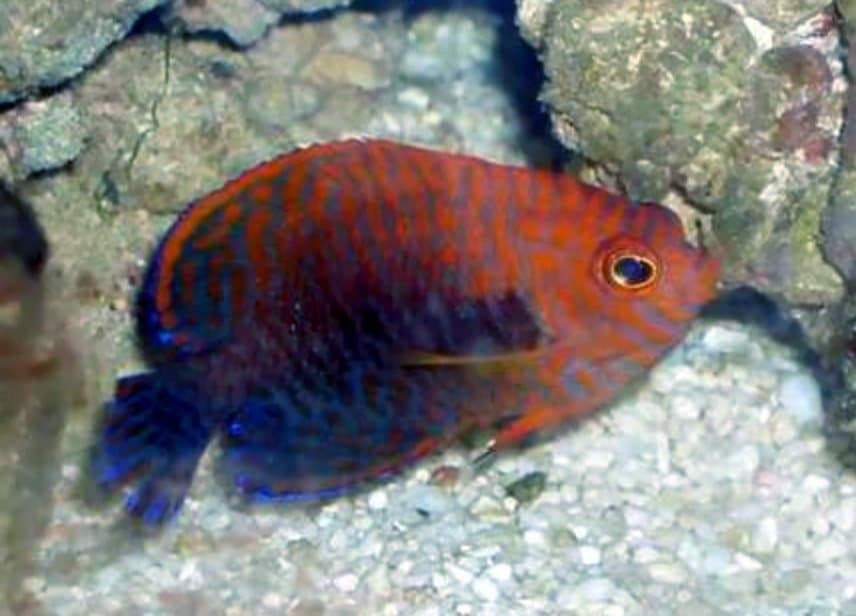 Potter's angelfish