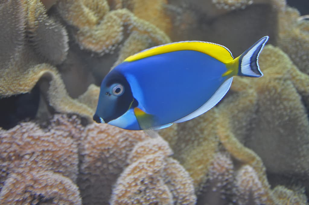 Powder-blue surgeonfish