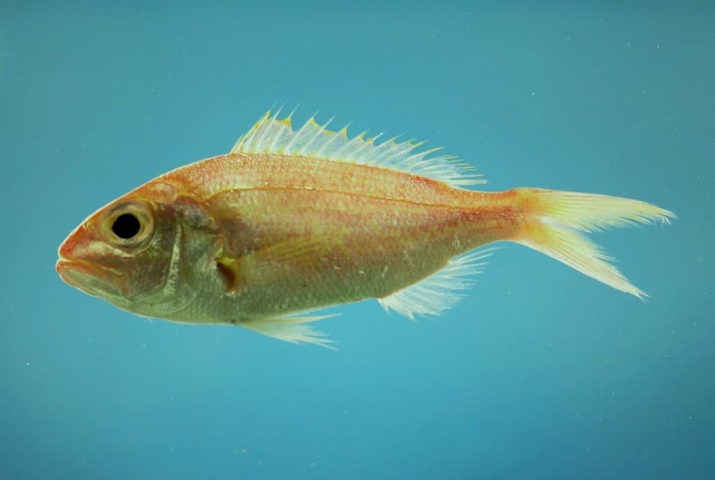 Pristipomoides aquilonaris