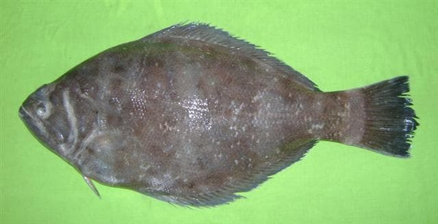Psettodes erumei