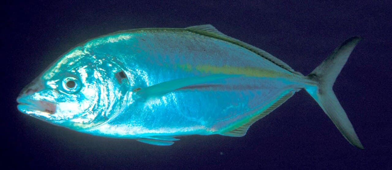Pseudocaranx dentex