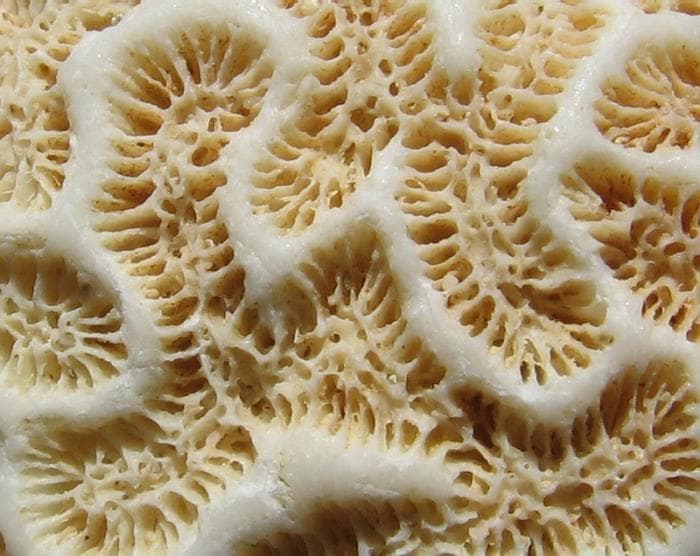 Pseudodiploria clivosa