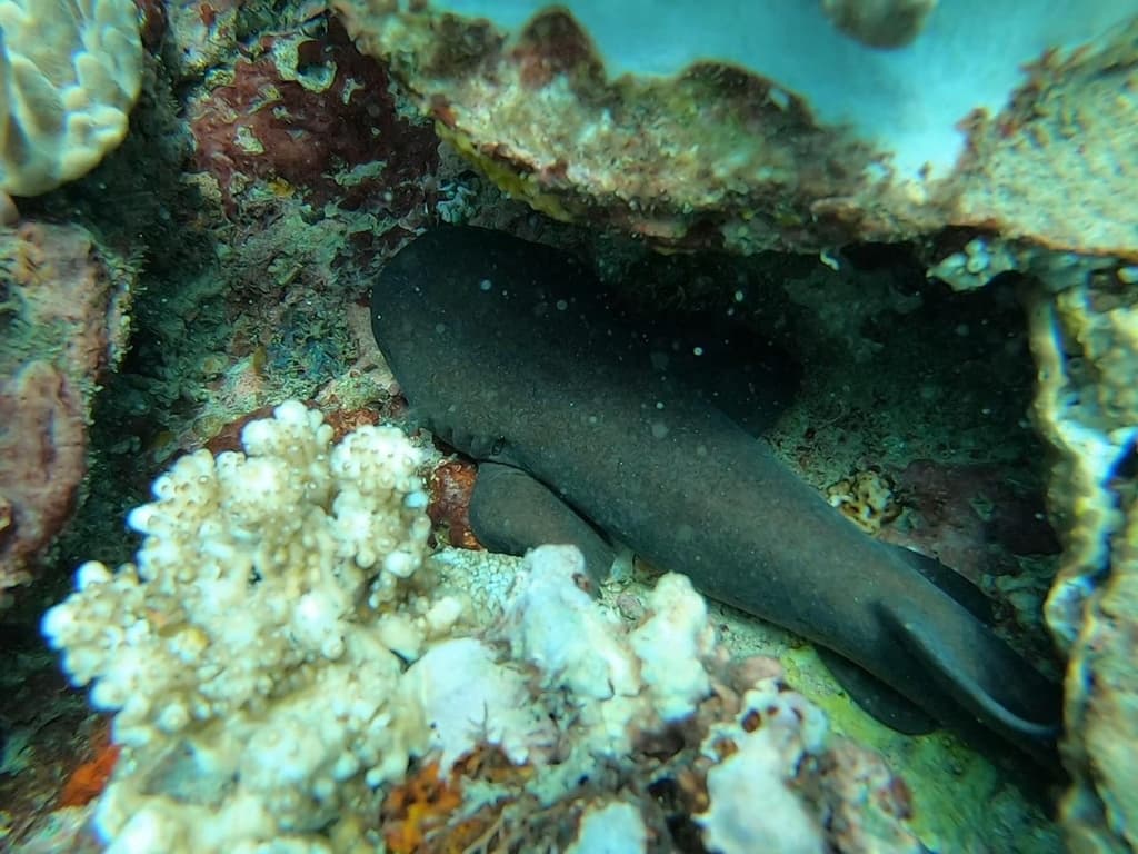 Pseudoginglymostoma brevicaudatum