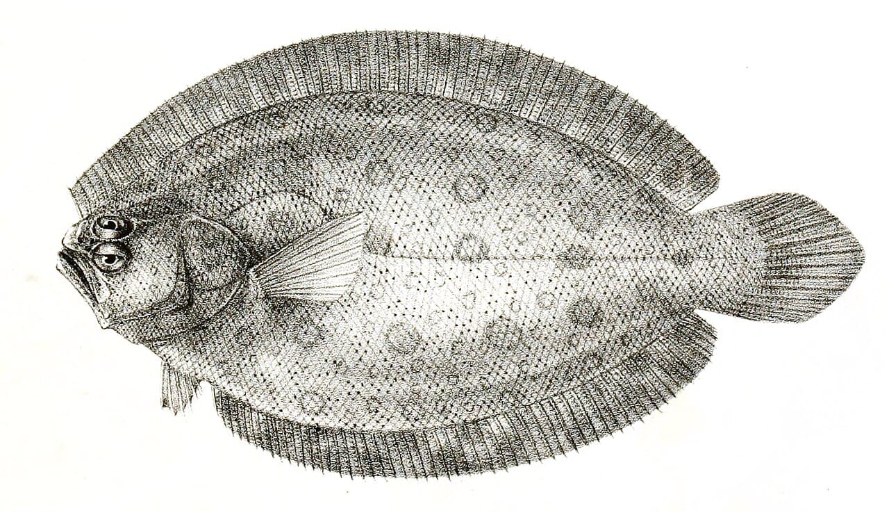Pseudorhombus elevatus