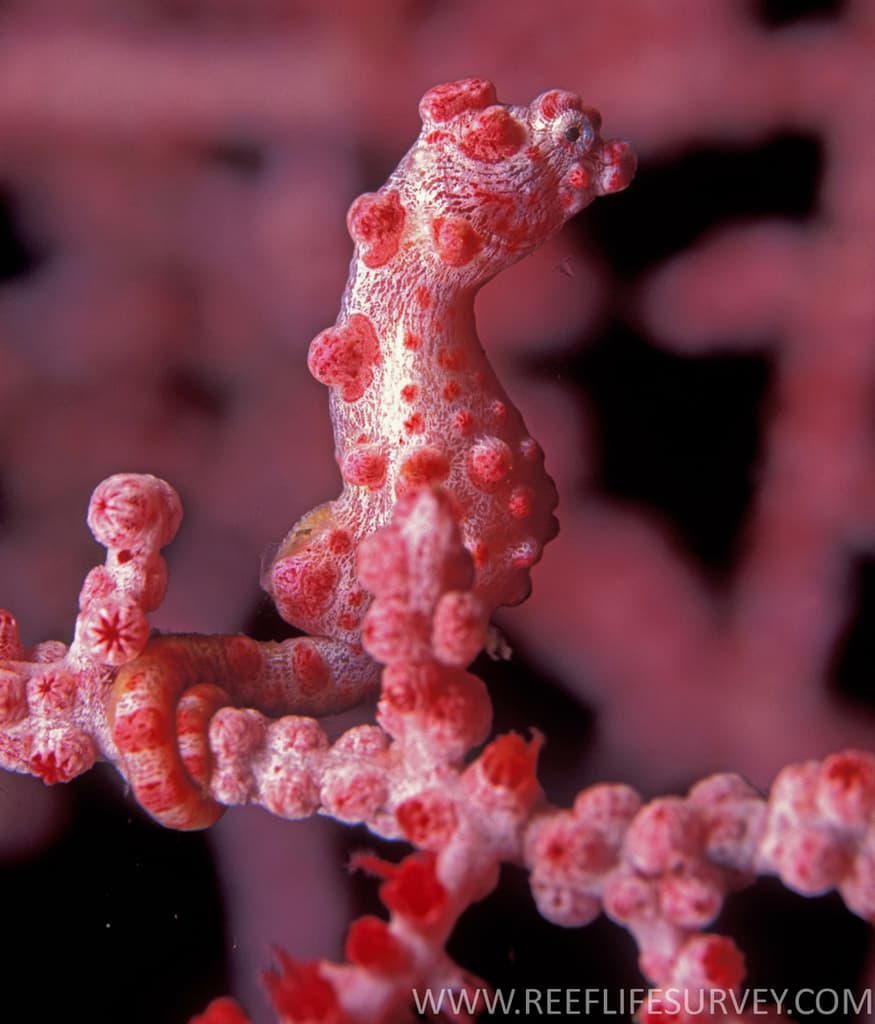 Pygmy seahorse
