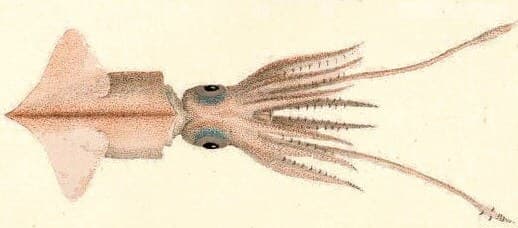 Jewel enope squid