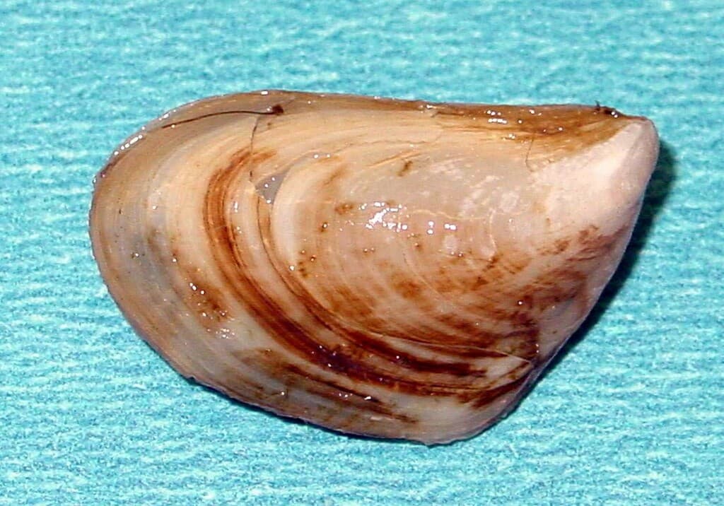 Quagga mussel (invasive)