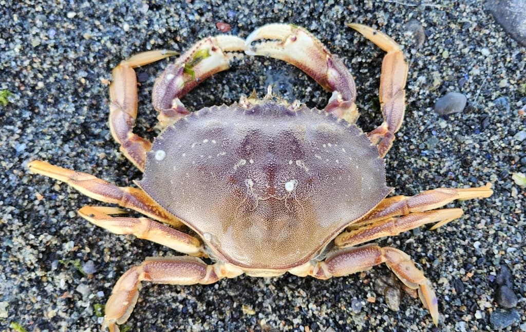 Red rock and Dungeness crab