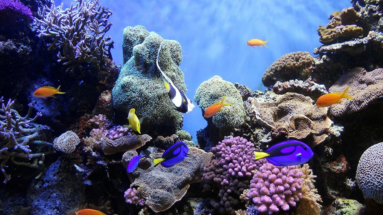 Reef fish