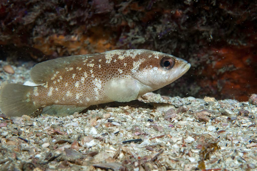 Rypticus bistrispinus