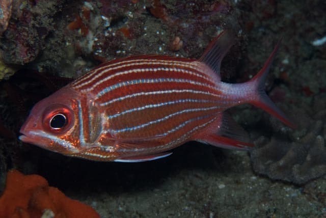 Sargocentron diadema