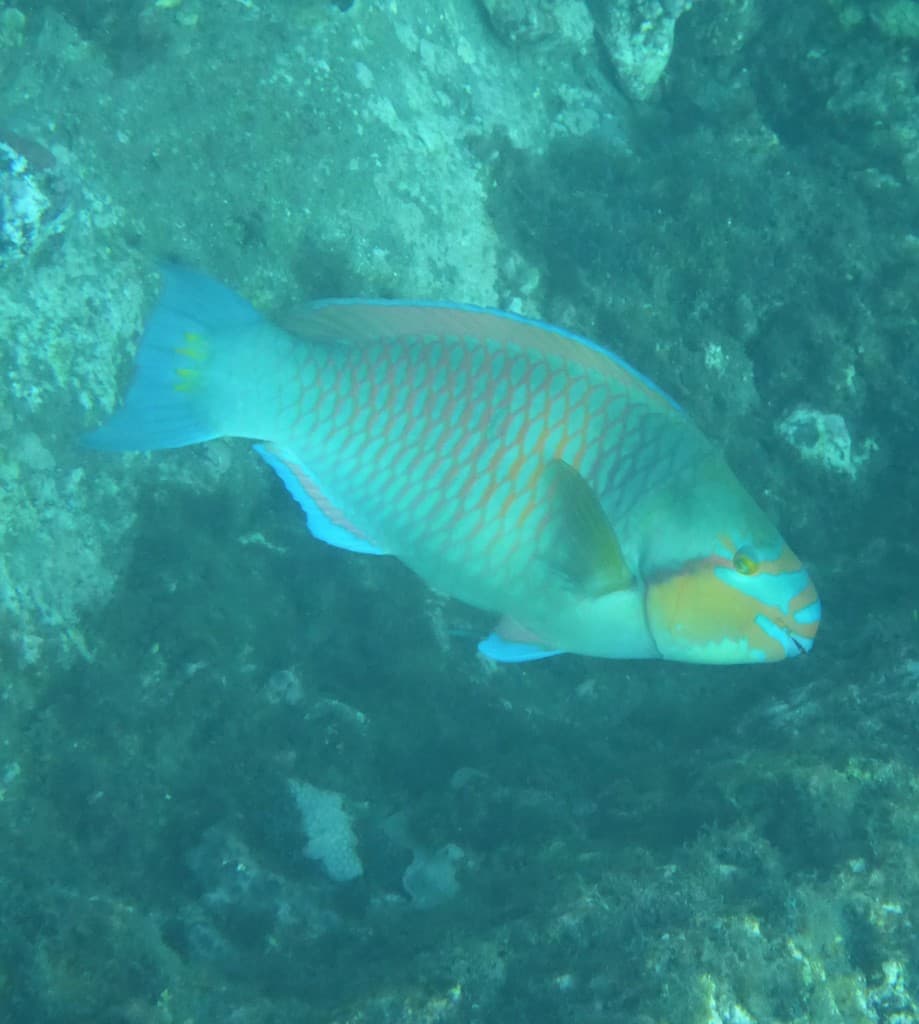 Scarus hoefleri