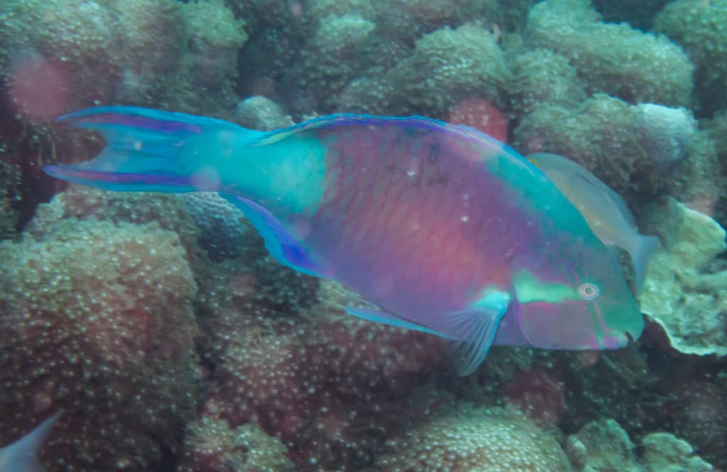 Scarus hypselopterus