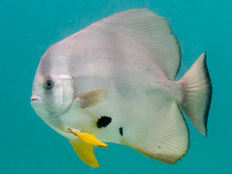 schooling jacks and spadefish