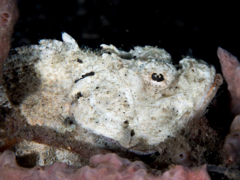 Scorpaenopsis macrochir