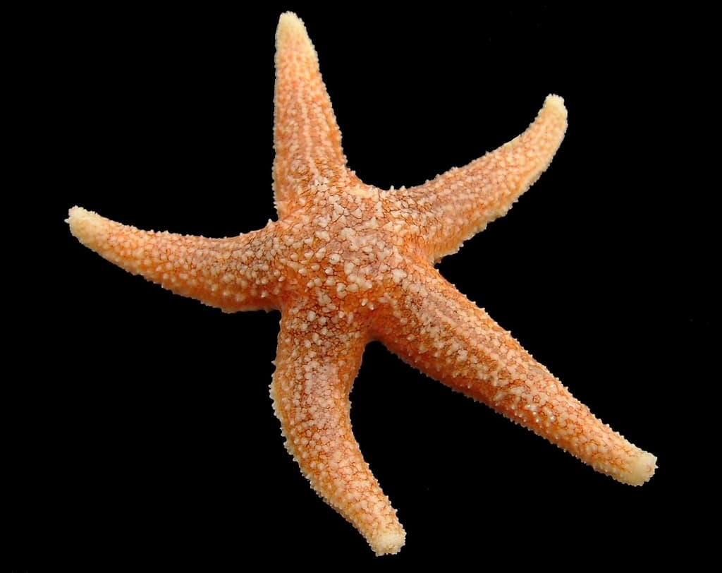 Sea stars and sea cucumbers