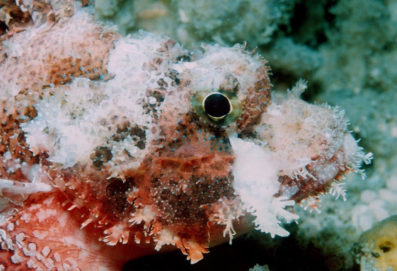 Sebastapistes tinkhami