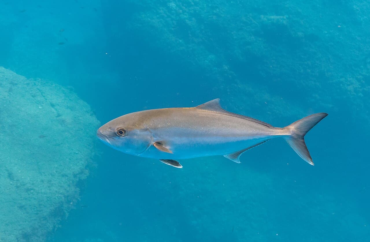 Seriola dumerili