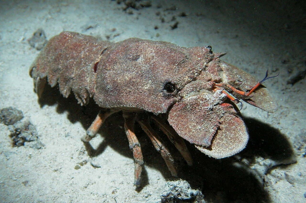 Slipper lobster