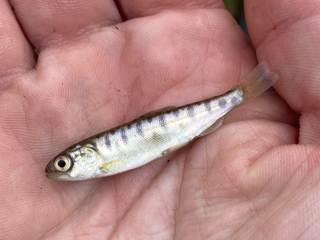 Sockeye salmon
