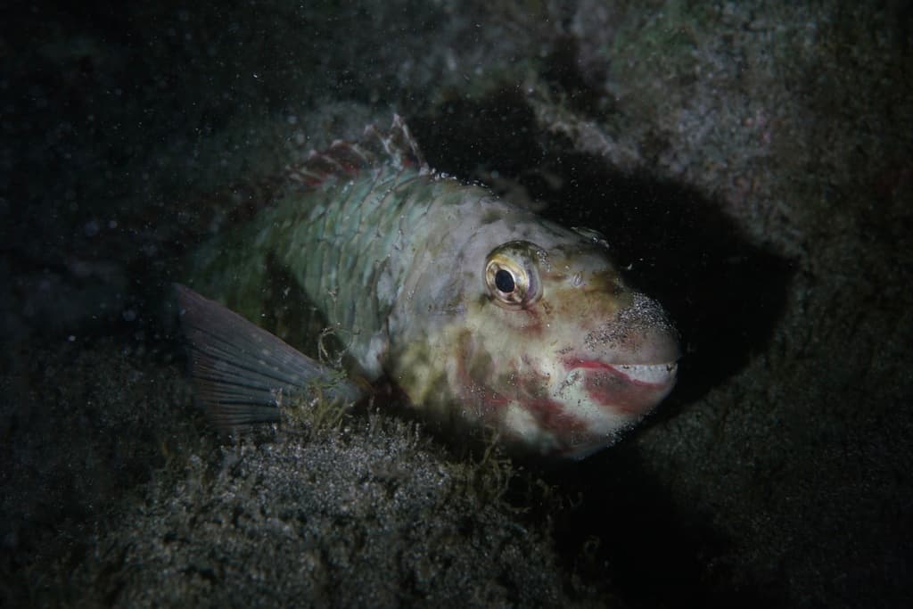 Mediterranean Parrotfish