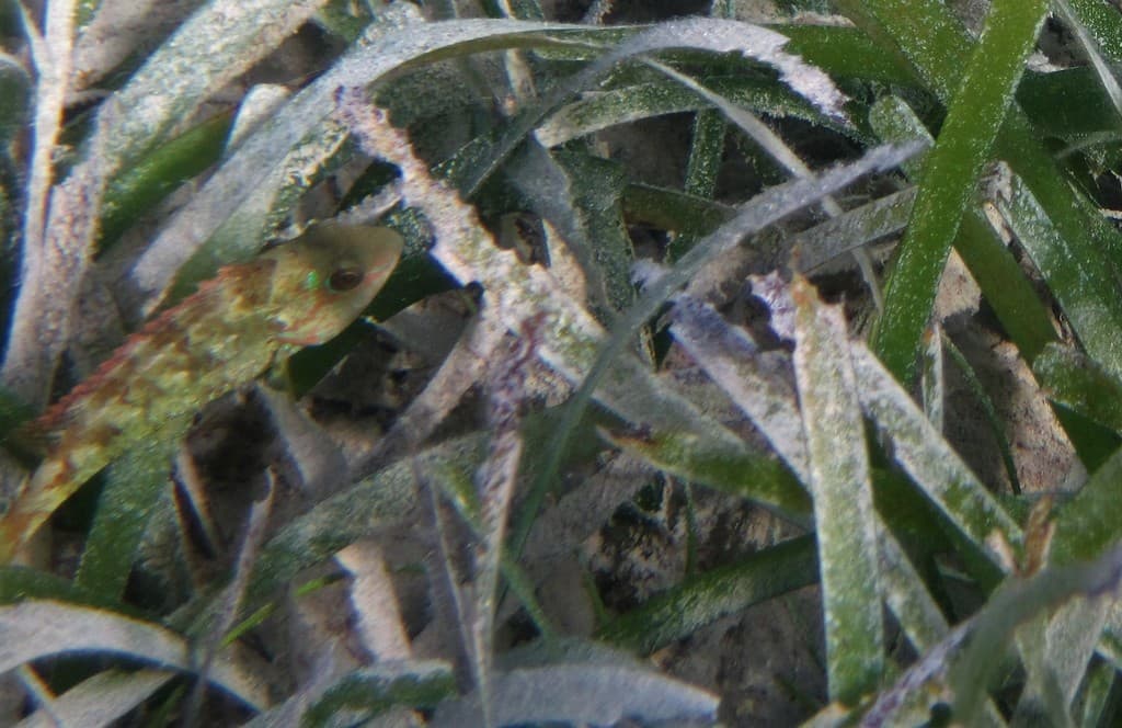 Sparisoma radians