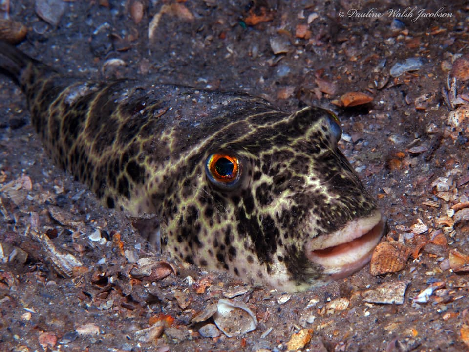 Sphoeroides testudineus