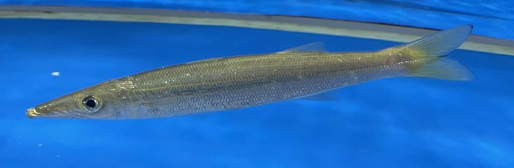 Sphyraena chrysotaenia
