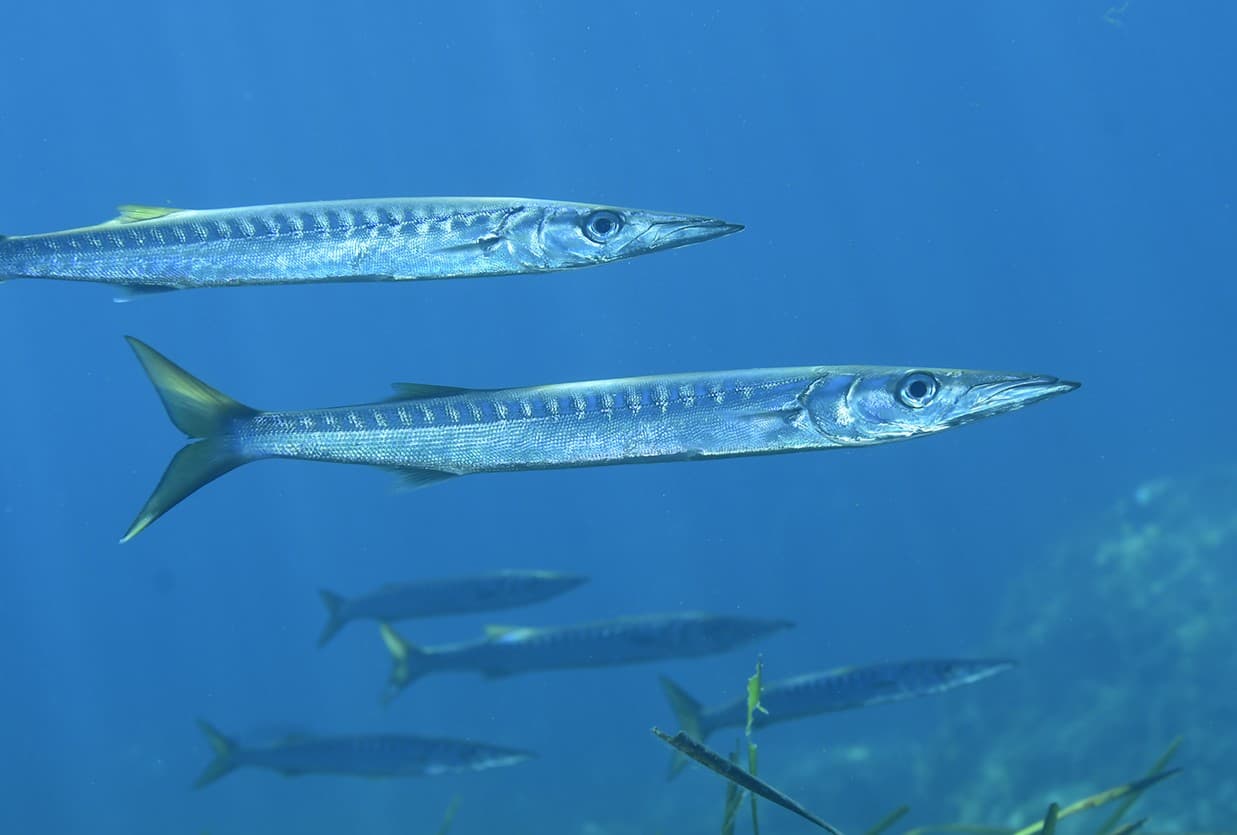 Yellowmouth Barracuda