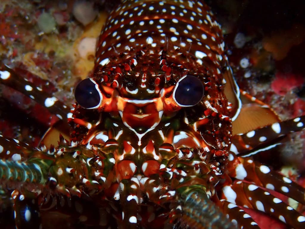 Spiny lobster