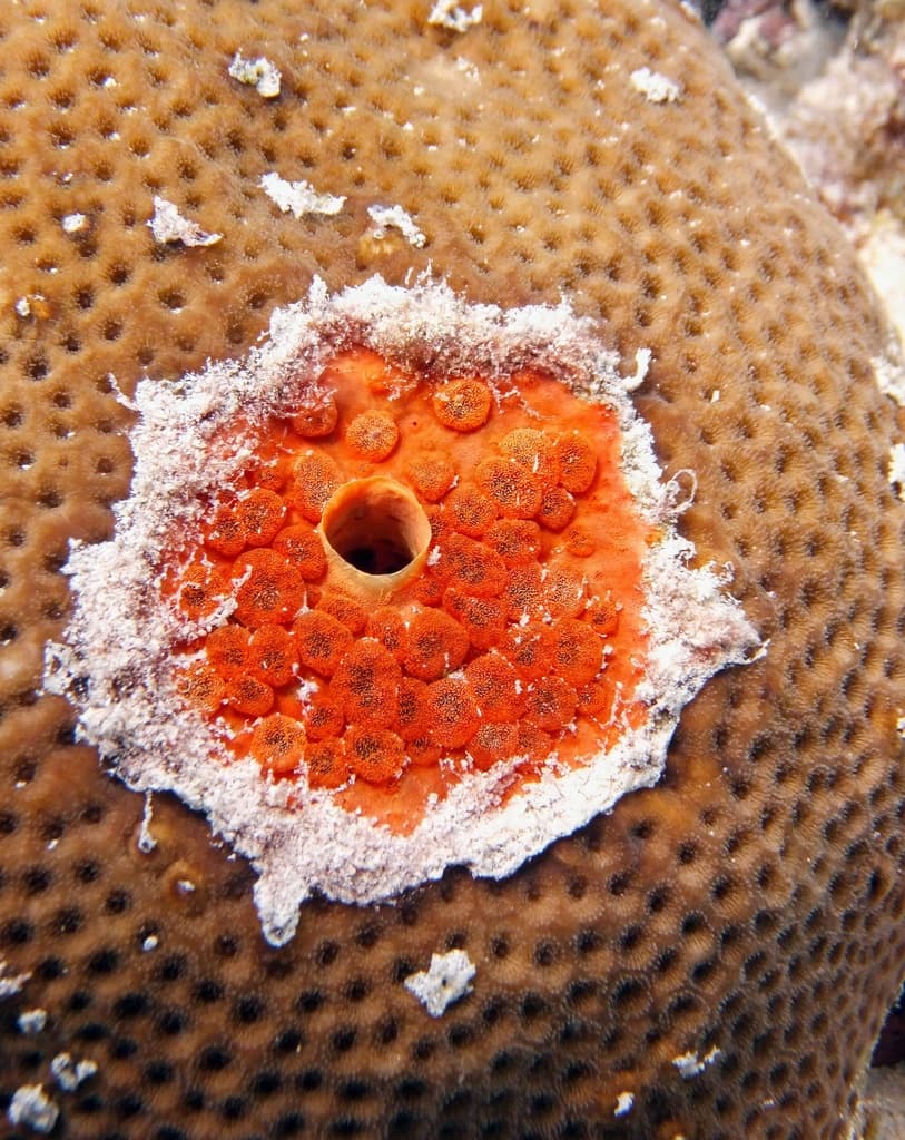 sponges and cup corals