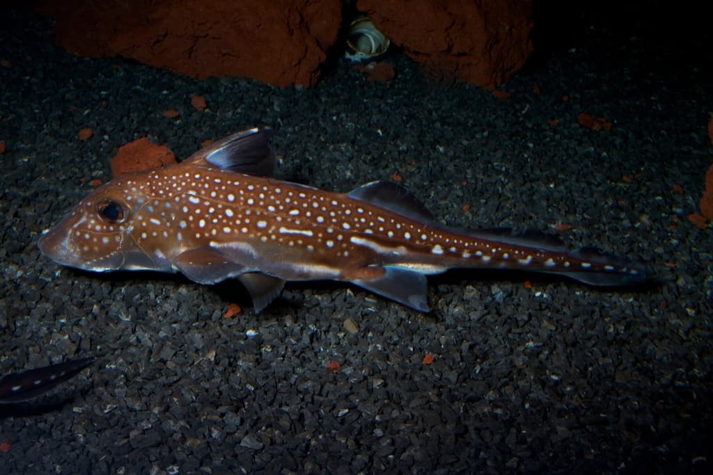 Spotted ratfish (chimaera)