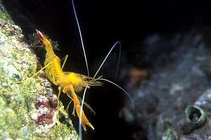 Golden coral shrimp
