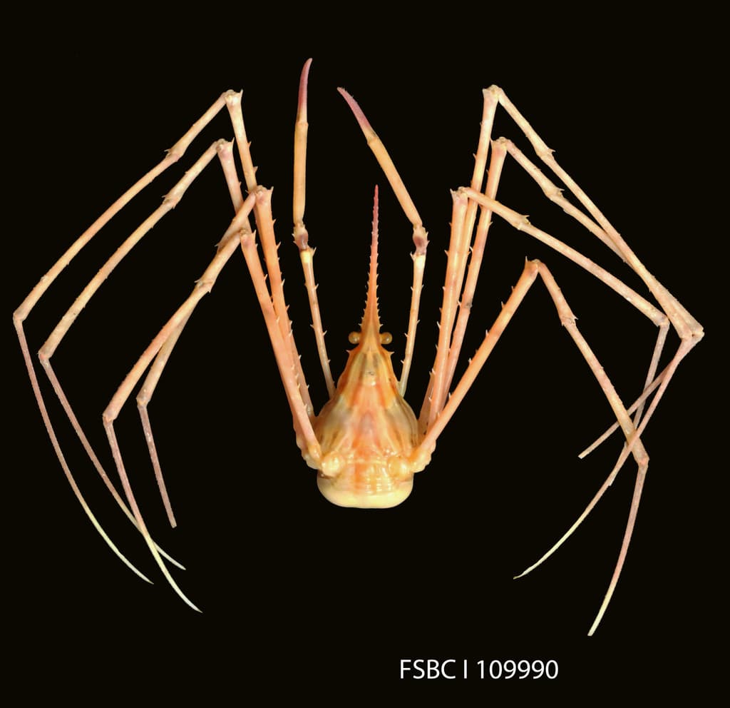 Stenorhynchus yangi