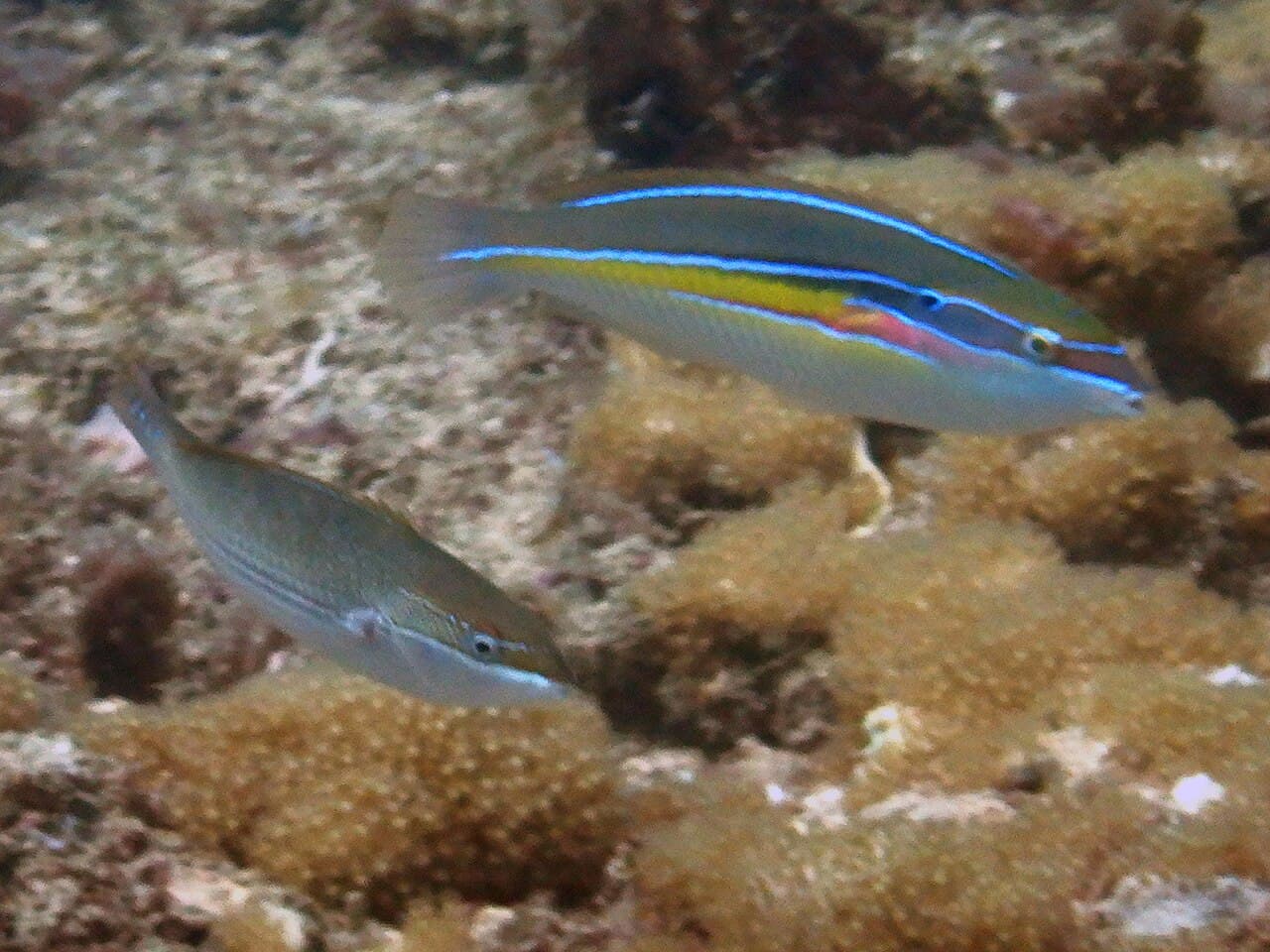 Stethojulis interrupta