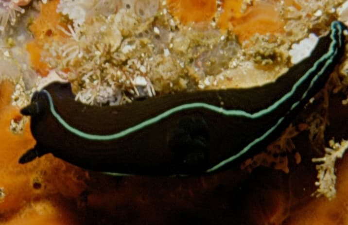 Tambja capensis